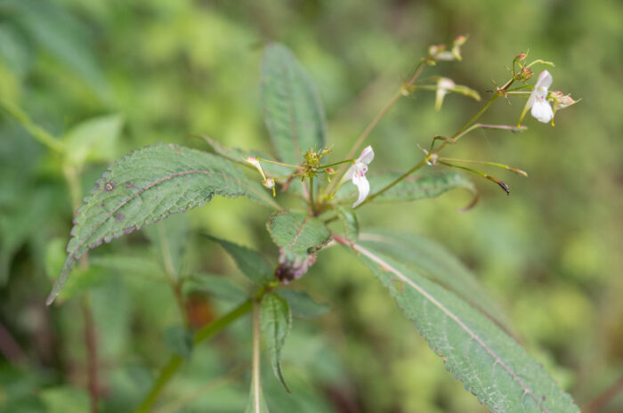 Impatiens radiata