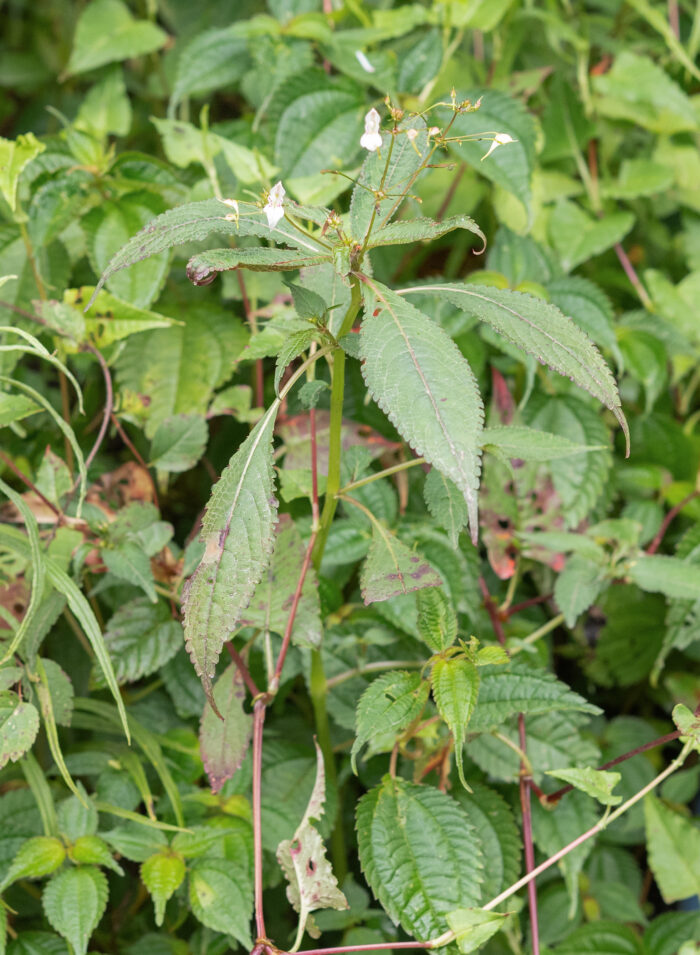 Impatiens radiata