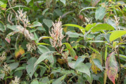 Himalayan Knotweed (Koenigia polystachya)