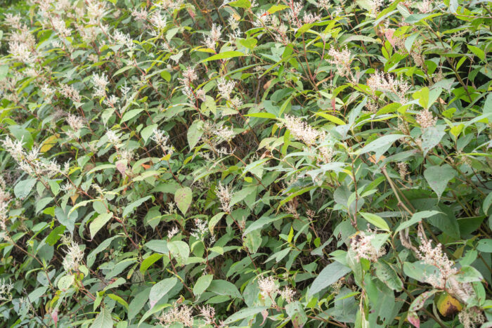 Himalayan Knotweed (Koenigia polystachya)