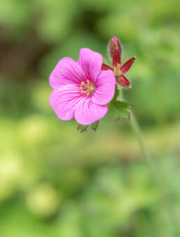 Geranium polyanthes