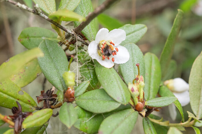 Rhododendron camelliiflorum