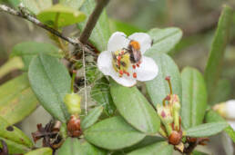 Rhododendron camelliiflorum