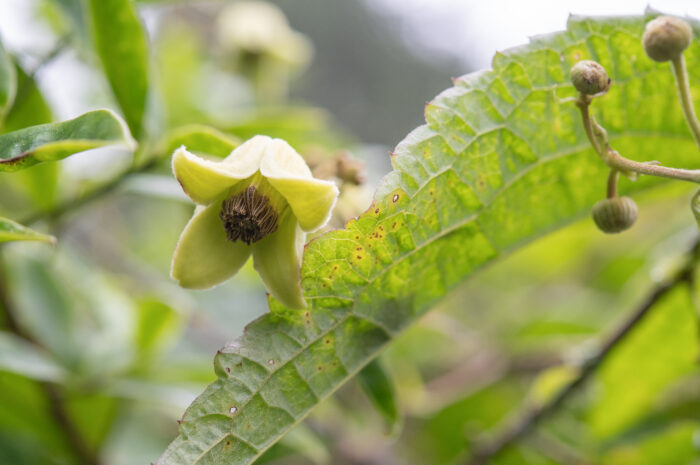 Himalayan Clematis (Clematis connata)