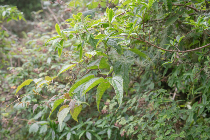 Himalayan Clematis (Clematis connata)