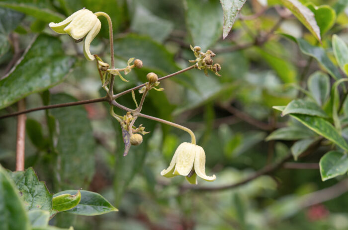 Himalayan Clematis (Clematis connata)