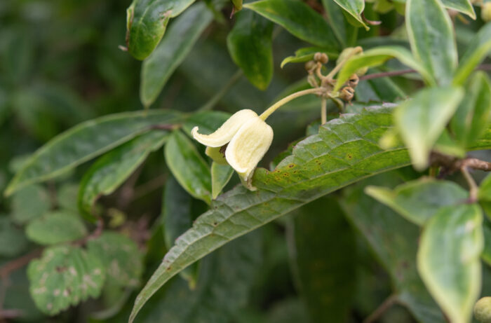 Himalayan Clematis (Clematis connata)