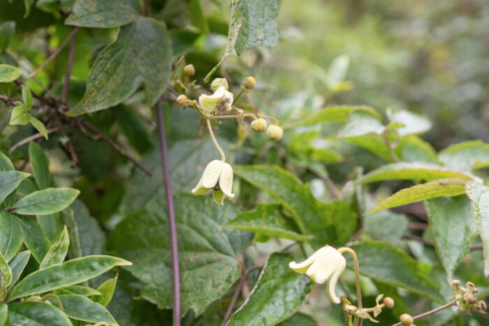 Himalayan Clematis (Clematis connata)