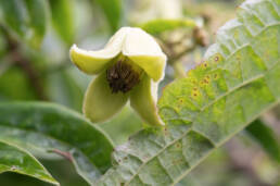 Himalayan Clematis (Clematis connata)