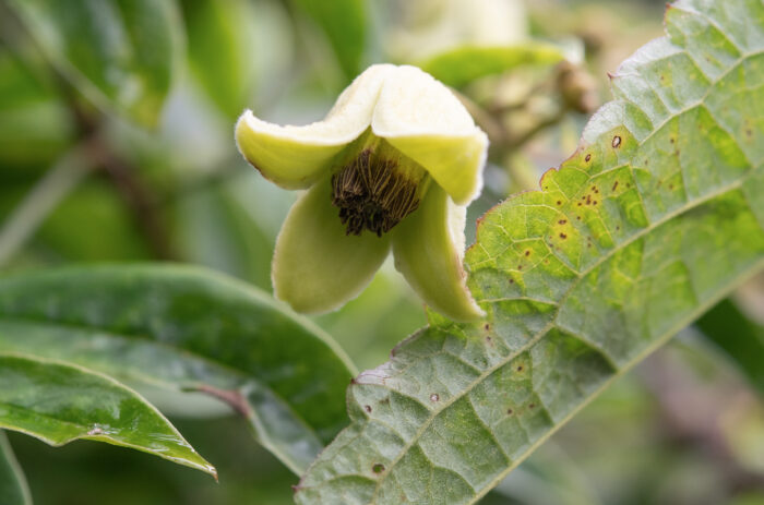 Himalayan Clematis (Clematis connata)