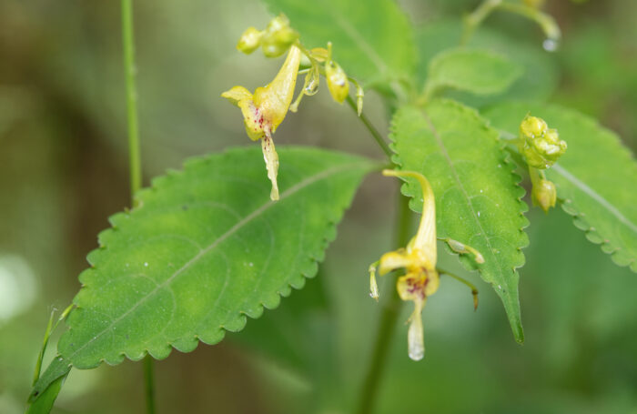 Arunachal plant (Impatiens)