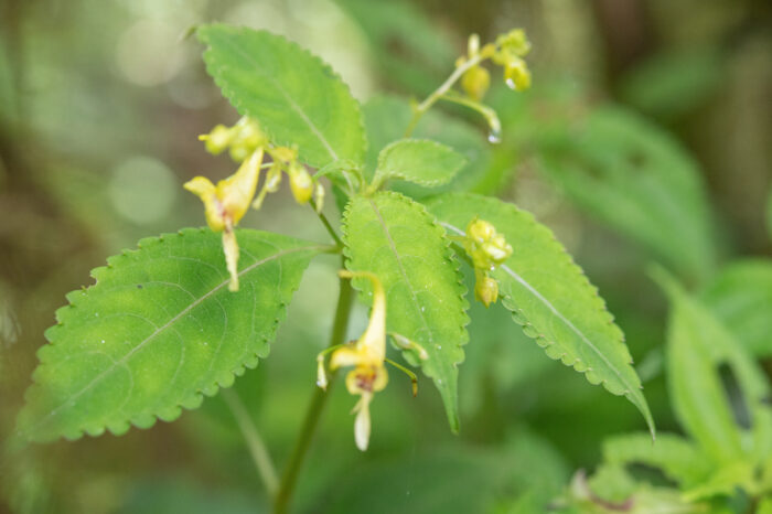 Arunachal plant (Impatiens)