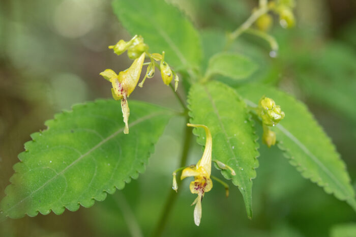 Arunachal plant (Impatiens)