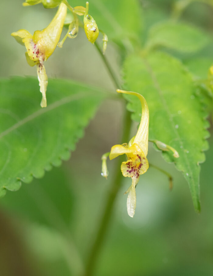 Arunachal plant (Impatiens)