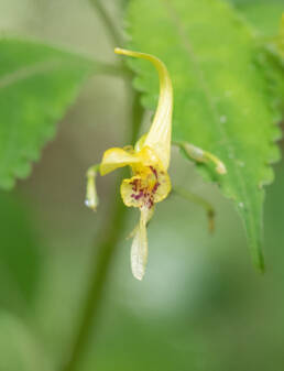 Arunachal plant (Impatiens)