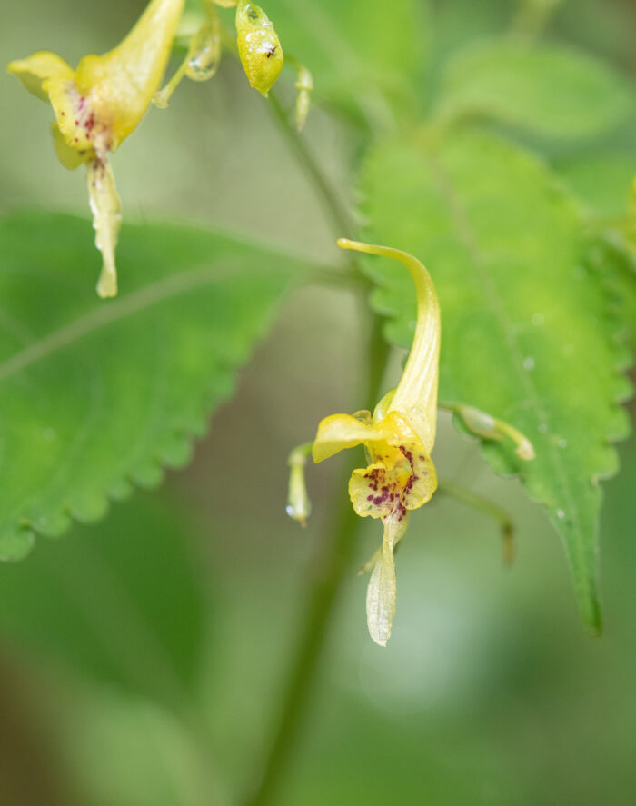 Arunachal plant (Impatiens)