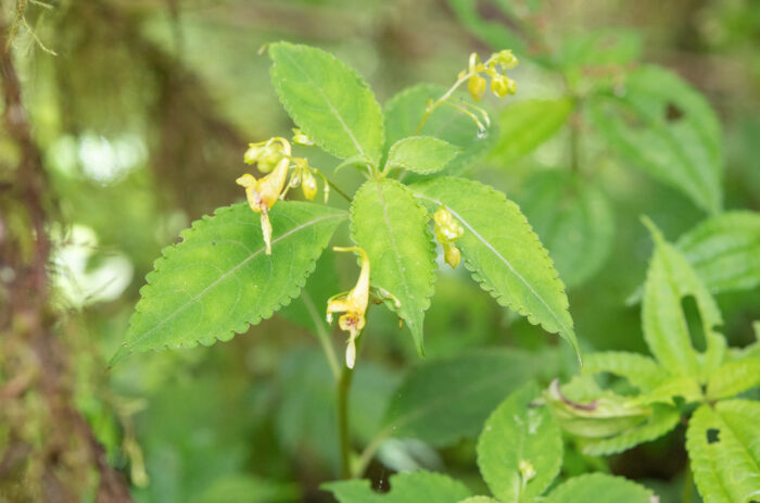 Arunachal plant (Impatiens)