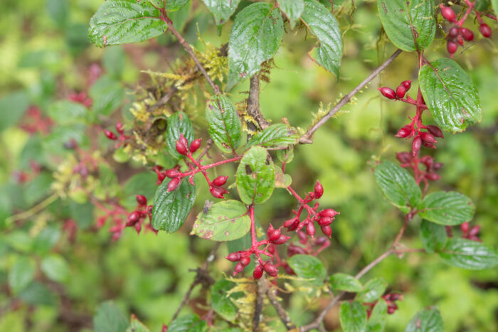 Reddish Viburnum (Viburnum erubescens)