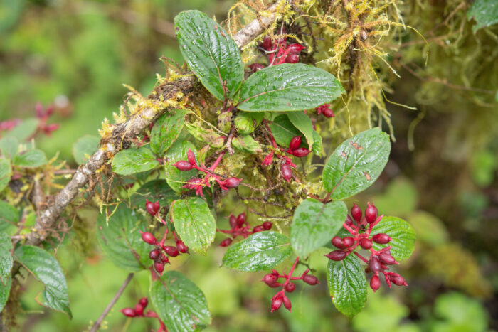 Reddish Viburnum (Viburnum erubescens)