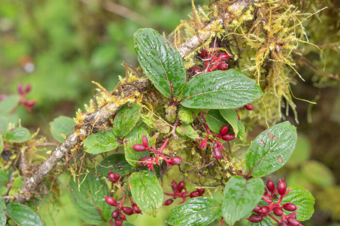 Reddish Viburnum (Viburnum erubescens)