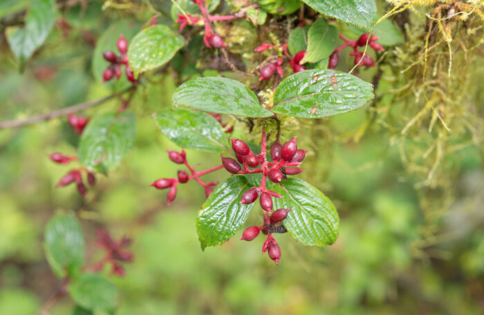 Reddish Viburnum (Viburnum erubescens)