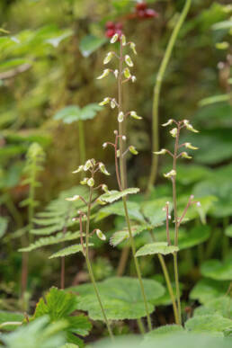 Asian Foamflower (Tiarella polyphylla)