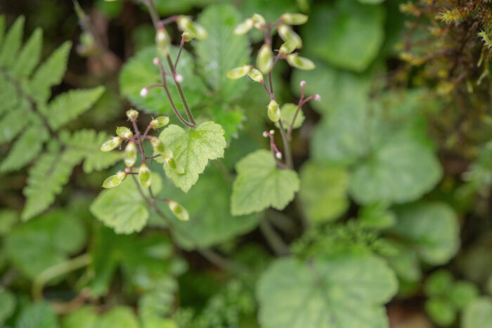 Asian Foamflower (Tiarella polyphylla)