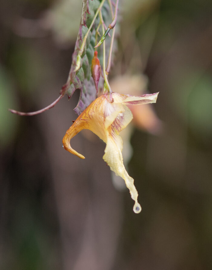 Arunachal plant (Impatiens)