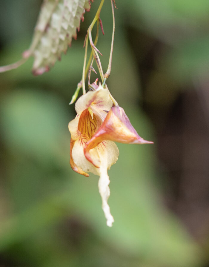 Arunachal plant (Impatiens)