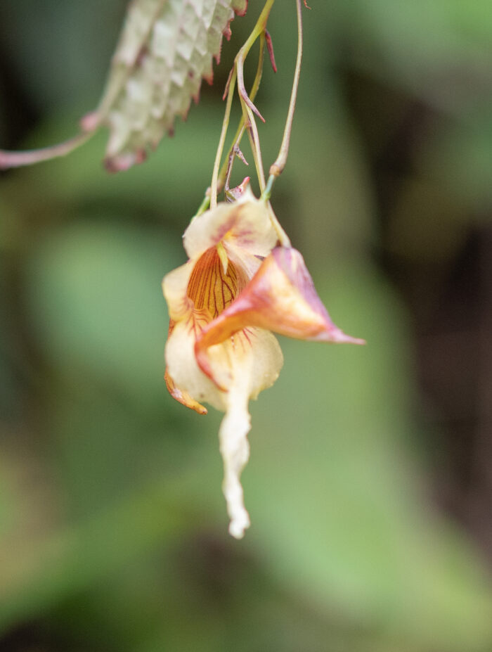 Arunachal plant (Impatiens)