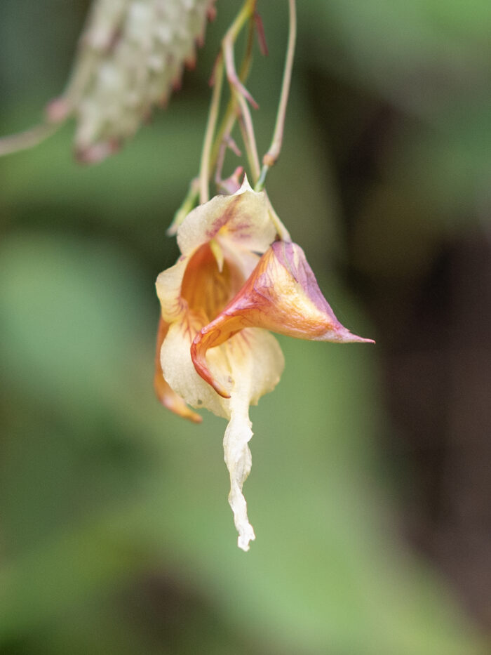 Arunachal plant (Impatiens)