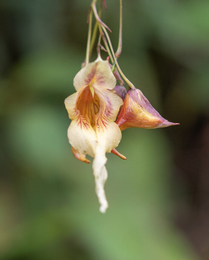 Arunachal plant (Impatiens)