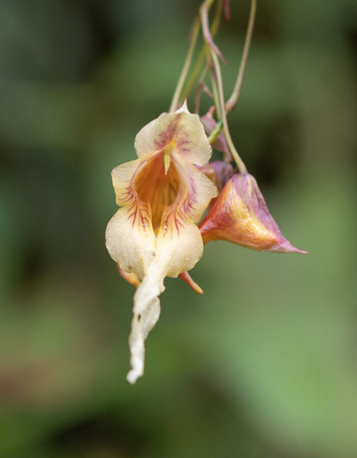 Arunachal plant (Impatiens)