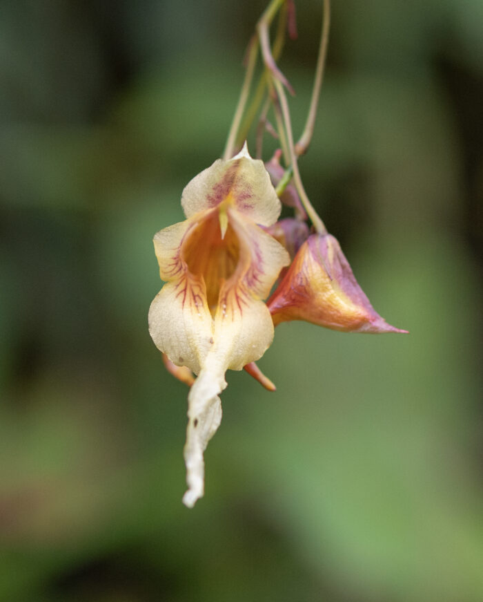 Arunachal plant (Impatiens)