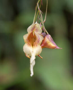 Arunachal plant (Impatiens)