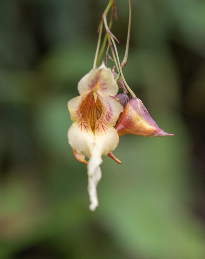 Arunachal plant (Impatiens)