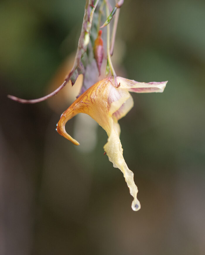 Arunachal plant (Impatiens)