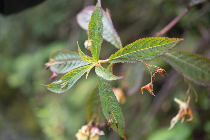 Arunachal plant (Impatiens)