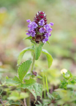 Common Selfheal (Prunella vulgaris)