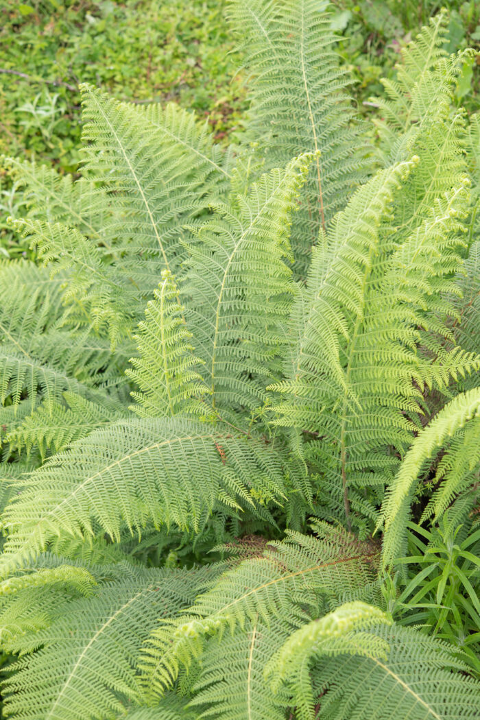 Arunachal plant (Dennstaedtiaceae)