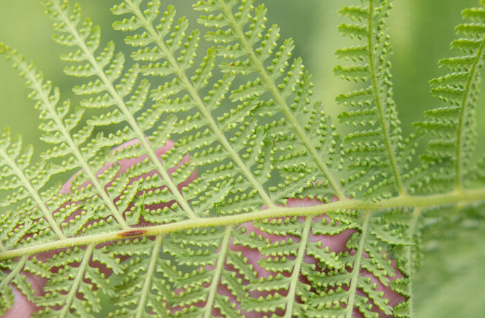 Arunachal plant (Dennstaedtiaceae)