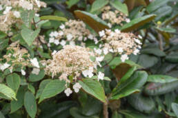 Hydrangea heteromalla