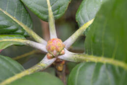 Arunachal plant (Rhododendron)