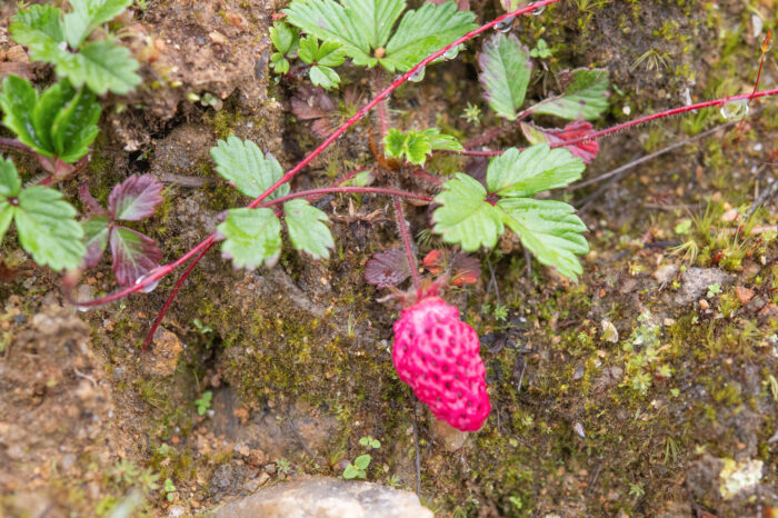 Fragaria daltoniana