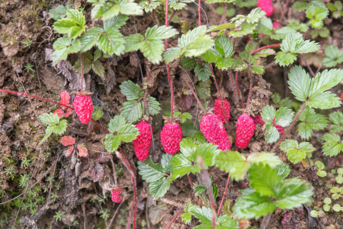 Fragaria daltoniana