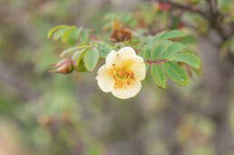 Silky Rose (Rosa sericea)