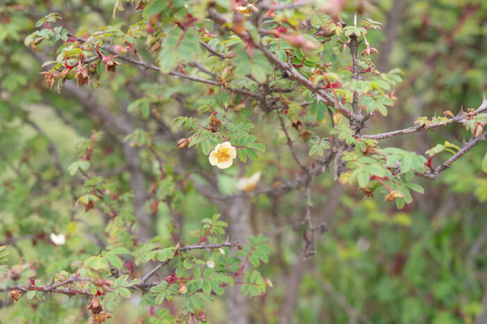 Silky Rose (Rosa sericea)