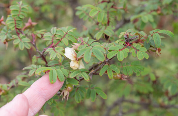 Silky Rose (Rosa sericea)