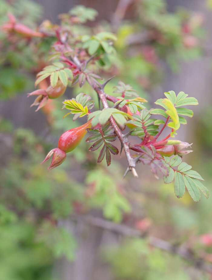 Silky Rose (Rosa sericea)