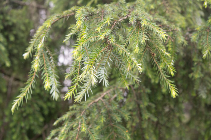 Chinese Hemlock (Tsuga chinensis)